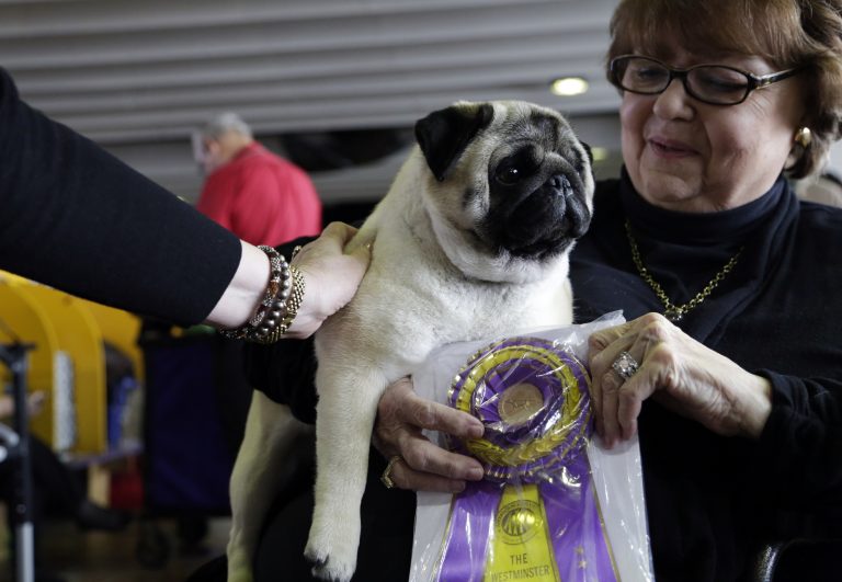 AP Photo,Biggie el pug junto a su dueña Carolyn Koch posan para los fotógrafos en la exhibición de perros del Westminster Kennel Club, el lunes 11 de febrero de 2019, en Nueva York. (AP Foto/Nat Castaneda)