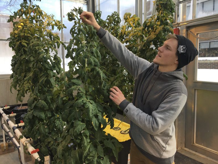 AP Photo, Colton Welch,En esta fotografía del 14 de febrero de 2019, Colton Welch, estudiante de la Universidad Estatal de Nueva York en Morrisville, Nueva York, cuida una planta hidropónica de tomate que dará datos aplicables al cultivo de cannabis a los estudiantes. (AP Foto/Marry Esch)
