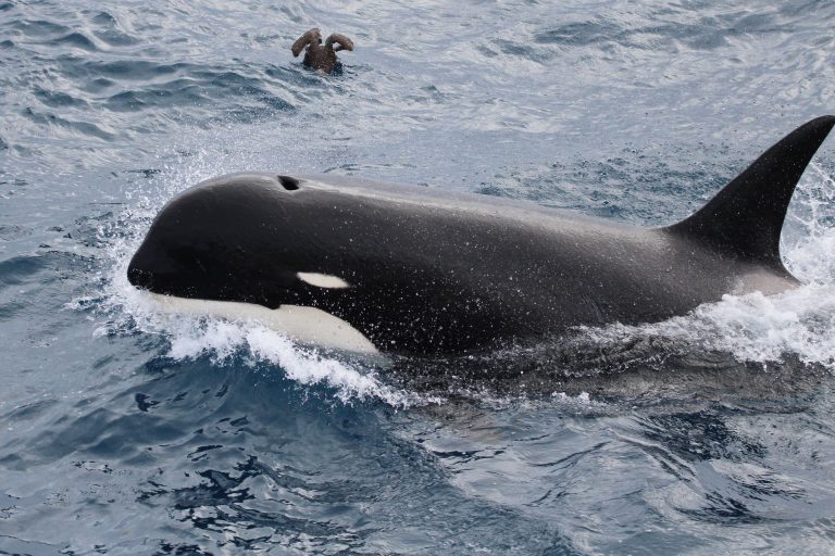 AP Photo,Foto sin fecha facilitada por Paul Tixier en marzo de 2019 que muestra a una ballena asesina Typ D. Los expertos aguardan resultados del análisis de un tejido para determinar si se trata de otro tipo de orca debido a que tiene características distintivas diferentes a las de otras ballenas asesinas. Paul Tixier/CEBC CNRS/MNHN Paris vía AP)