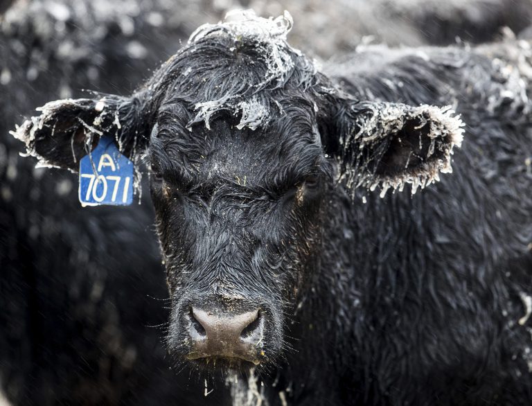 AP Photo,Hielo cubre el pelaje de una ternera en una finca en las afueras de Kilgore, Nebraska, el miércoles 10 de abril de 2019. (Chris Machian/Omaha World-Herald vía AP)