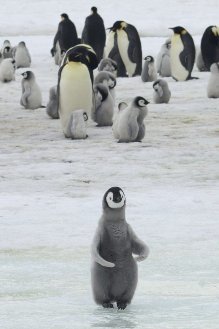 AP Photo,Esta fotografía de 2010 facilitada por el organismo British Antarctic Survey muestra a pingüinos emperador y polluelos en la bahía Halley de la Antártida. (Peter Fretwell/British Antarctic Survey vía AP)