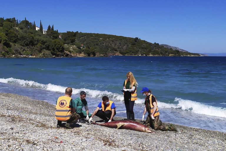 AP Photo,En esta fotografía proporcionada por la organización Archipelagos Institute of Marine Conservation, unos miembros del instituto revisan un delfín muerto en la playa de la isla de Samos, Grecia, el domingo 24 de marzo de 2019. (Anastassia Miliou /Archipelagos vía AP)