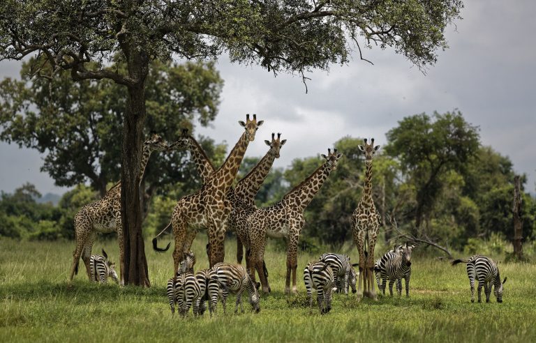 AP Photo,En esta imagen del 20 de marzo de 2018, jirafas y cebras se congregan bajo la sombra de un árbol en el Parque Nacional Mikumi, Tanzania. (AP Foto/Ben Curtis, Archivo)