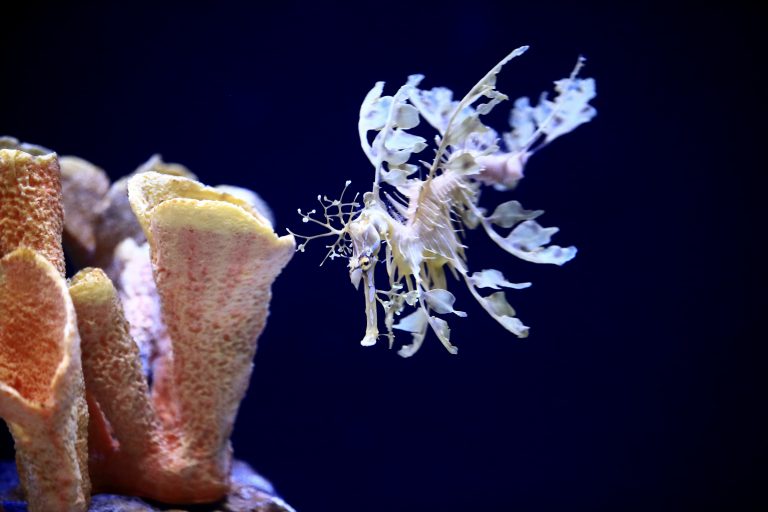 AP Photo,En esta foto del 17 de mayo de 2019, un dragón de mar nada en el Acuario Birch del Instituto de Oceanografía Scripp en la Universidad de California San Diego. (AP Foto/Gregory Bull)