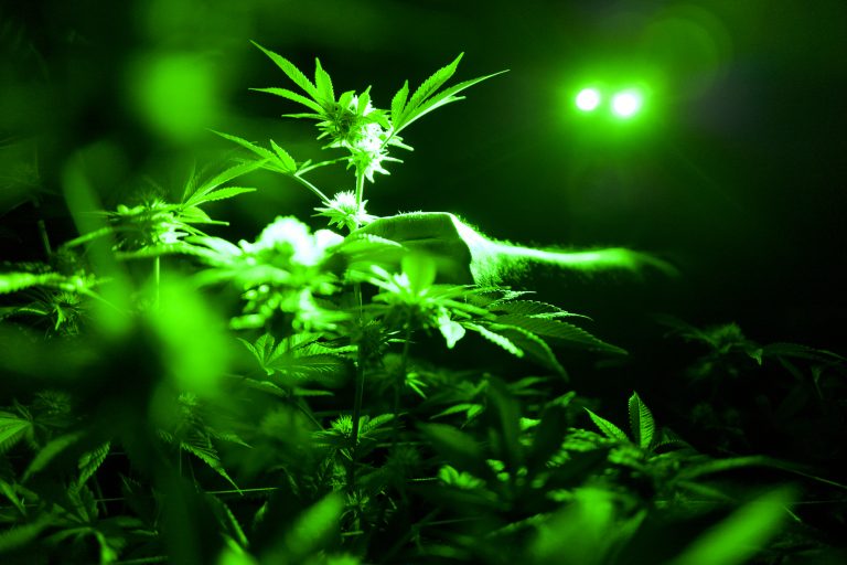 AP Photo,ARCHIVO  - Esta foto de archivo del 20 de mayo del 2019 muestra plantas de marihuana dentro de un cuarto de cultivo, usando luces verdes en Gardena, California. (AP Foto/Richard Vogel, Archivo)