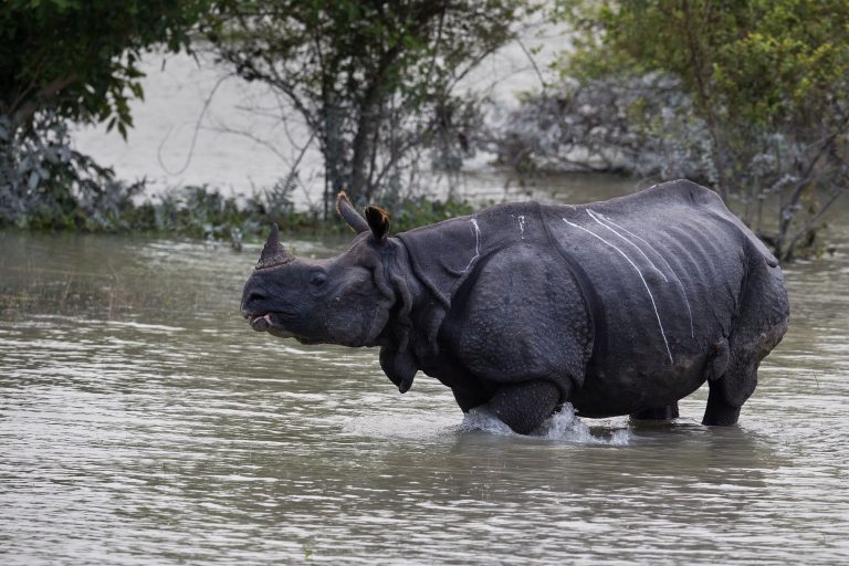 AP Photo,Un rinoceronte camina por una zona inundada en el santuario de vida salvaje de Pobitora, en el este de Gauhati, India, el 19 de julio de 2019. (AP Foto/Anupam Nath)