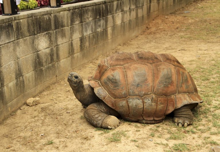AP Photo,En esta fotografía sin fecha proporcionada por el Zoológico de Little Rock, en Arkansas, se muestra a la tortuga gigante de nombre Ed, que vivió en el zoológico por casi tres décadas. El zoológico informó que fue sacrificada el viernes 26 de julio de 2019. (Karen Caster/Little Rock Zoo via AP)