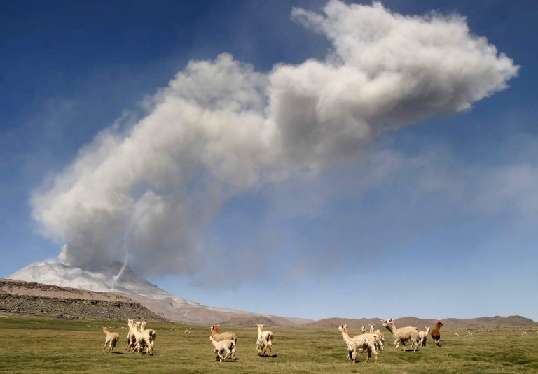 AP Photo,ARCHIVO - En esta foto de archivo del 20 de abril de 2006, un grupo de alpacas corren en un campo desde donde se aprecia el volcán Ubinas, como se ve desde Moquegua, Perú. (AP Foto, Archivo)