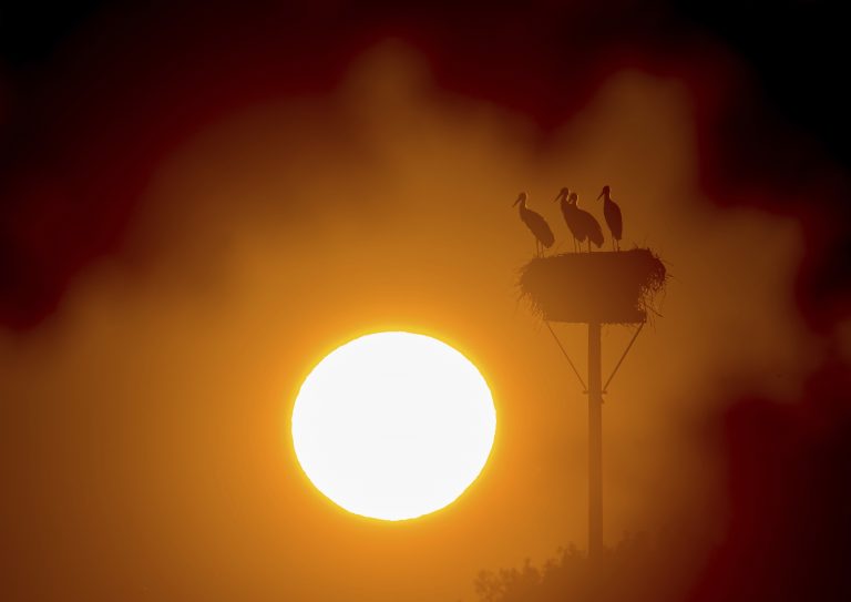 AP Photo,Un grupo de cigüeñas, posadas sobre un nido al amanecer en Lebus, en el este de Alemania, el 26 de julio de 2019. (Patrick Pleul/dpa via AP)