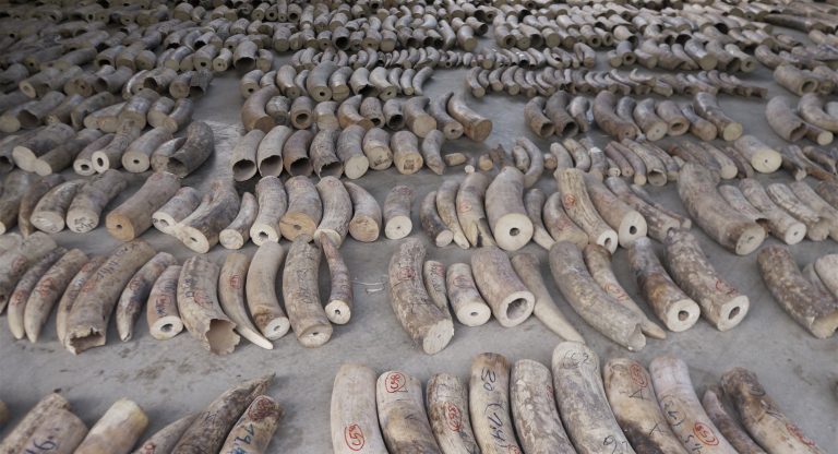 AP Photo,En esta imagen del lunes 22 de julio de 2019, publicada por la Junta de Parques Nacionales muestra colmillos de marfil incautados en Singapur. (Junta de Parques Nacionales de Singapur via AP)