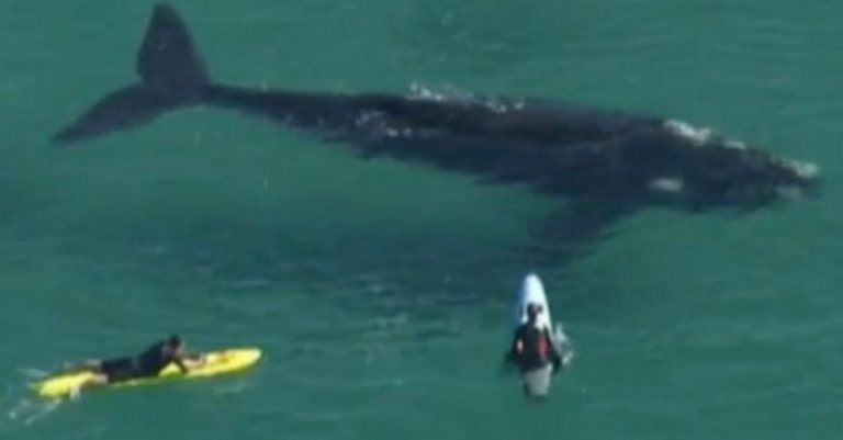 Ballena nada entre surfistas