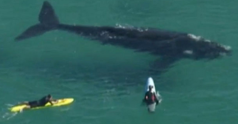 Ballena nada entre surfistas