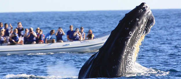 Avistamiento de ballenas