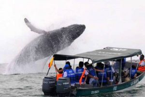 Avistamiento de ballenas