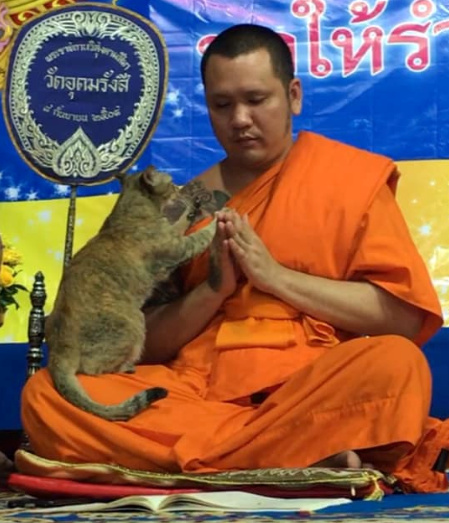 LYNXMPEG021FD.jpg,Un gato del tempo se aferra al monje budista durante las oraciones por el nuevo año, en Bangkok, Tailandia. 31 de diciembre de 2019. Imagen obtenida de un tercero. FLASH NOPHAYONG SOOKPHAN vía REUTERS.; Crédito: LASH NOPHAYONG SOOKPHAN, Reuters