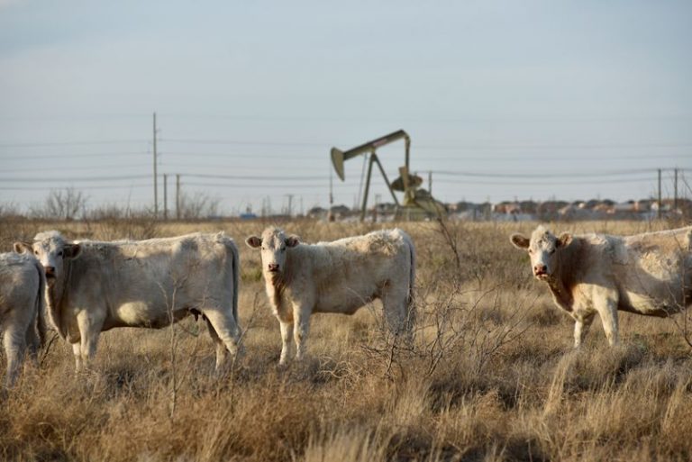 LYNXMPEG0F0ZD.jpg,Imagen de archivo de vacas pastando junto a campo petrolero en Midland, Texas, EEUU. 13 febrero 2019. REUTERS/Nick Oxford; Crédito: Nick Oxford, Reuters