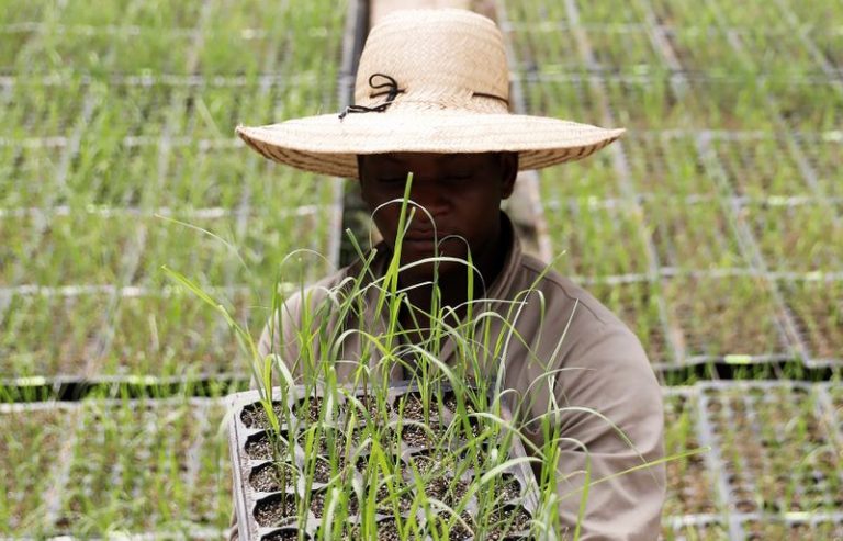 LYNXMPEG1G0YZ.jpg,Empleado posa con variedades transgénicas de caña de azúcar en el Centro de Tecnología Canavieira de Brasil (CTC) en Piracicaba, Brasil, 28 febrero 2018. 
REUTERS/Nacho Doce ; Crédito: Nacho Doce, Reuters
