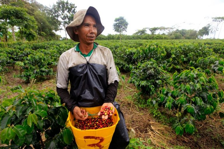 LYNXMPEG1J050.jpg,Foto de archivo. Un productor de café muestra los frutos recolectados en una plantación cerca del municipio de Montenegro, en el departamento de Quindío, Colombia, 12 de agosto, 2011. REUTERS/José Miguel Gómez; Crédito: Jose Gomez, Reuters