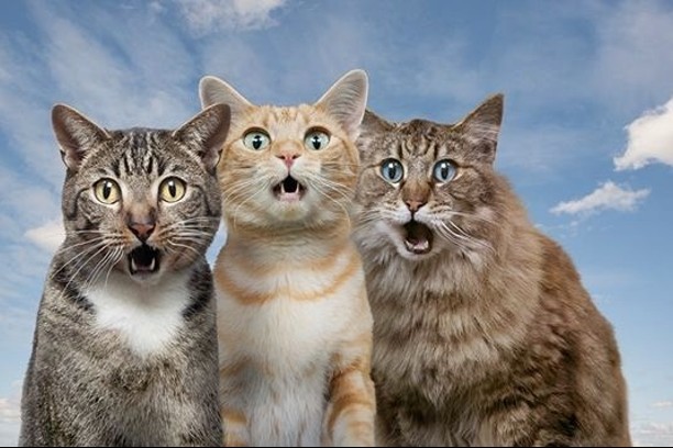 -dia-internacional-gato-