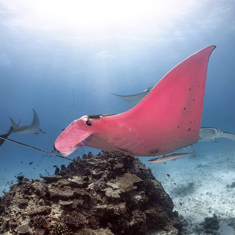 hipertextual-unica-mantarraya-rosa-