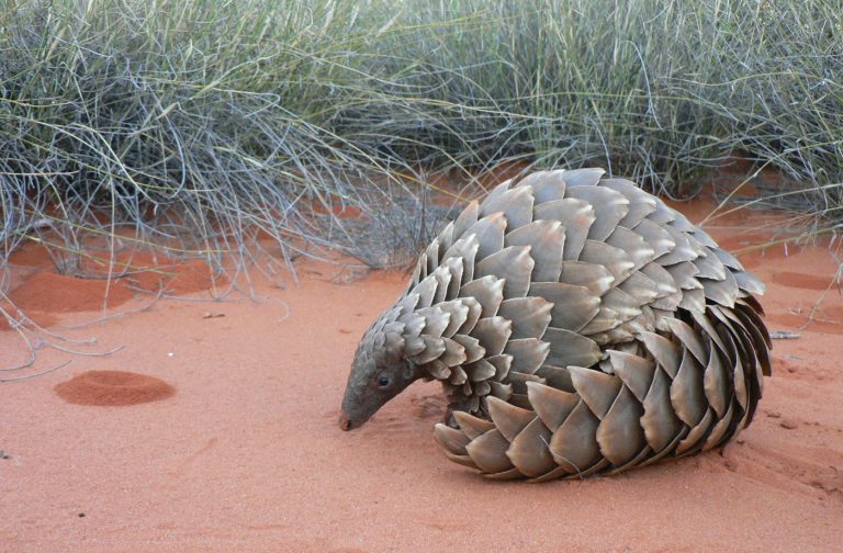pangolin-