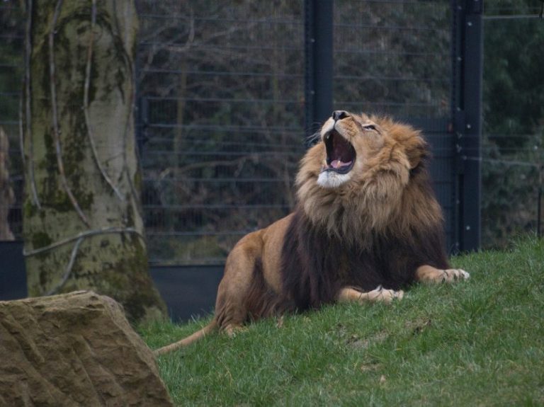 leon-suelto-en-valle-de-bravo-805x603