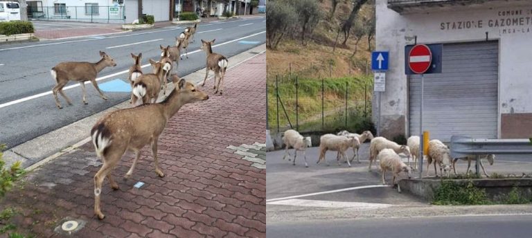 Animales-coronavirus-cuarentena