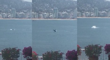 avistamiento-de-ballena-en-acapulco-guerrero-2020-video-viral