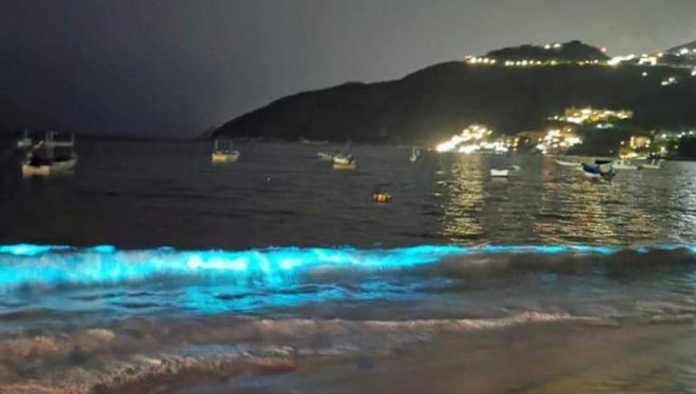 bioluminiscencia-acapulco
