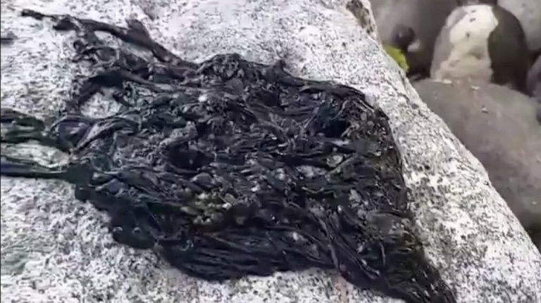 extrana-criatura-aparece-simbionte