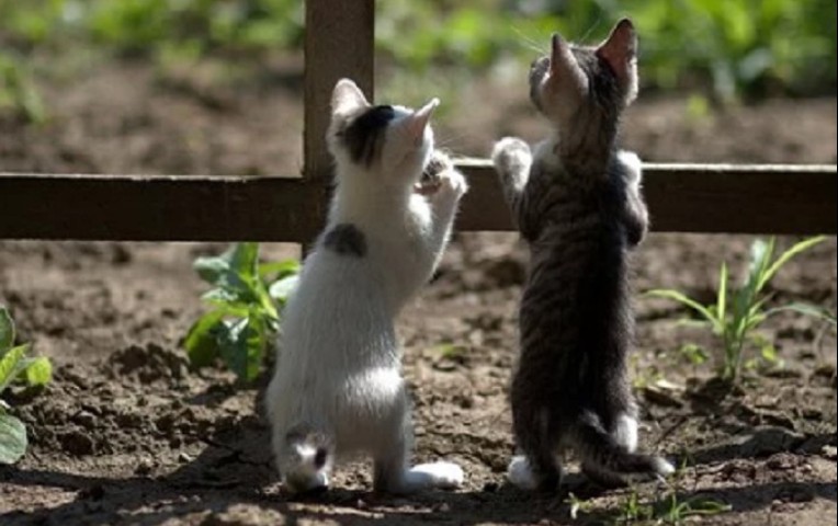 internacionales-estados-unidos-dos-gatos-nueva-york-dan-positivo-coronavirus-n411755-764x480-666470