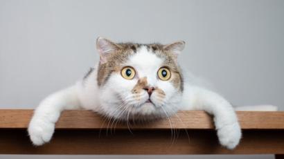 _109757296_gettyimages-1128004359