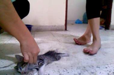 dt.common.streams.StreamServer