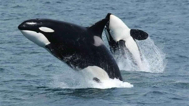 Ballenas