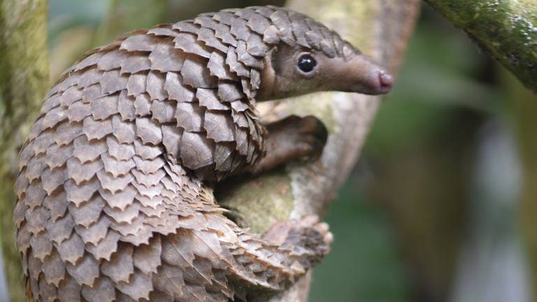 pangolin