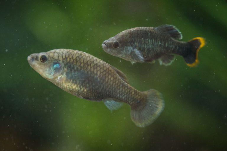 Pez-tequila-vuelve-a-nadar-en-Mexico-tras-haber-sido-declarado-extinto-en-estado-salvaje