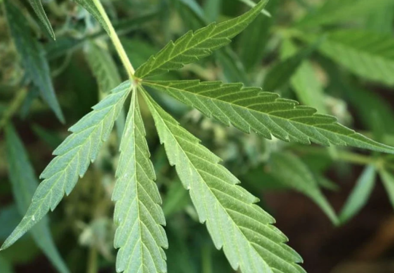 Screen Shot 2022-02-09 at 3.33.27 AM